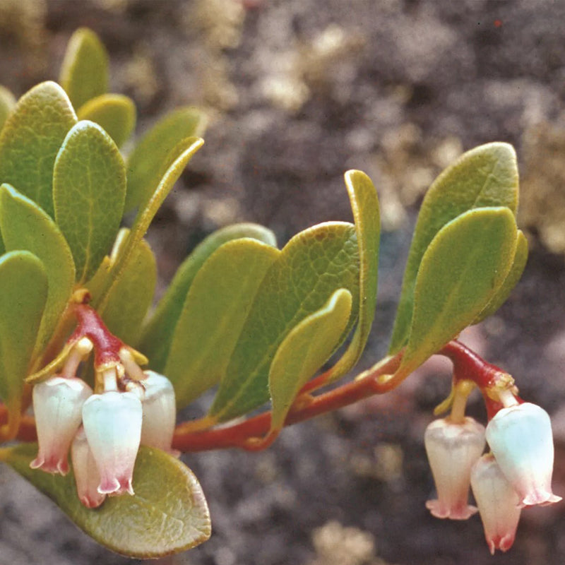 Get The Power Of Bear Berry in Your Foot Cream With Skin-rg Skincare