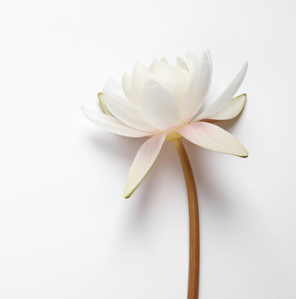 Skin-rg uses pure lotus flower petals extracted through our unique Quanta technology to create incredible skincare