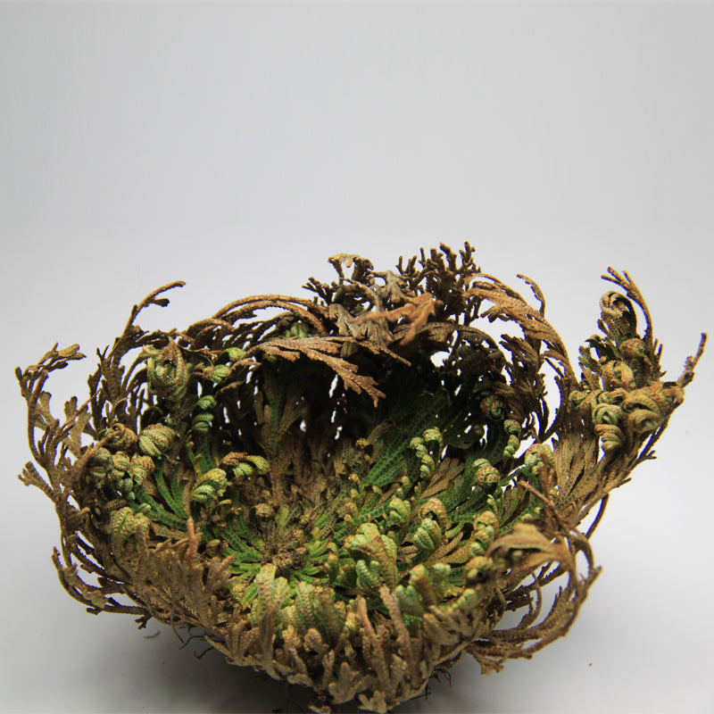 Resurrection Plant Extract