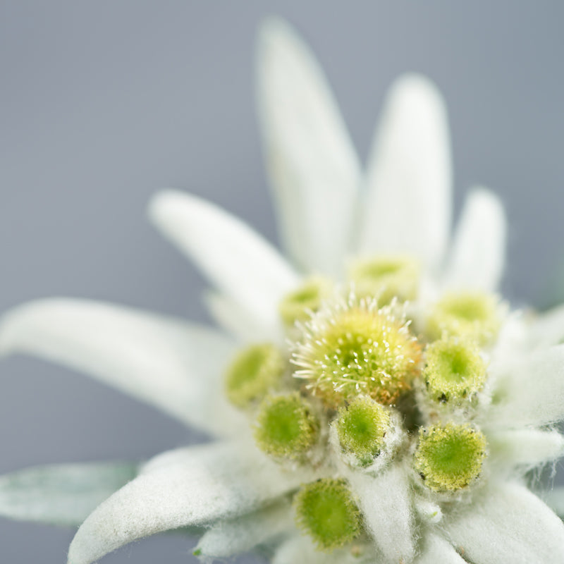 Unveiling The Power Of Edelweiss In Skin-rg Hand Cream For Nails, Cuticles and Hands to tackle age spots