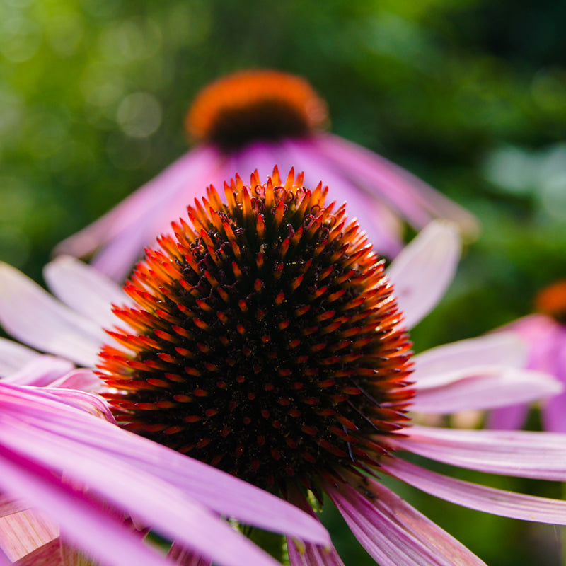 Get Echinacea Booster In Your Daily Regime