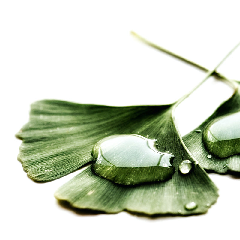 Gingko Extract can boost older skin find out more at Skin-rg Skincare