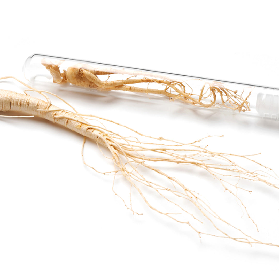 Discover the benefit of skin-rg ginseng or galangal to boost the skin and reduce wrinkles